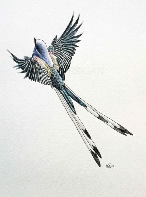 Watercolor Scissor tailed flycatcher / State bird of Oklahoma / watercolor bird painting  www.kberriganart.com Scissor Tailed Flycatcher Drawing, Scissortail Flycatcher Art, Scissor Tail Bird Tattoo, Scissor Tailed Flycatcher Tattoo, Scissortail Tattoo, Scissortail Flycatcher Tattoo, Oklahoma Tattoo Ideas, University Tattoo, Calm Apartment