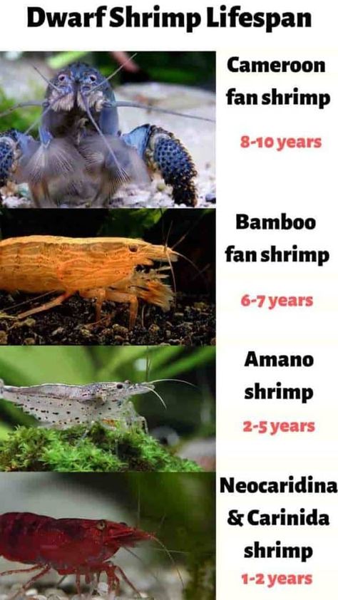 Shrimp Pet Tanks, Shrimp Tank Aquascape, Shrimp Tank Ideas, Pet Shrimp, Freshwater Shrimp, Ghost Shrimp, Amano Shrimp, Fish Information, Tiger Shrimp