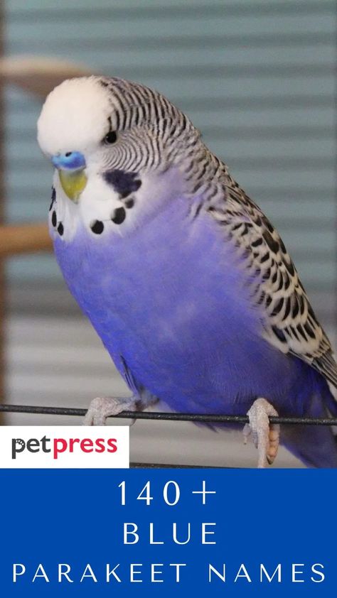 Parakeet Names List, Budgie Names, Parakeet Names, Pet Parakeet, Parakeet Colors, Bird Names, Cute Pet Names, Blue Budgie, Blue Parakeet