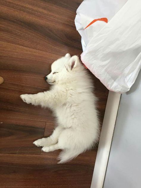 Samoyed Husky, Dream Puppy, Spitz Dogs, Samoyed Puppy, Japanese Spitz, Really Cute Puppies, Samoyed Dogs, Adorable Puppies