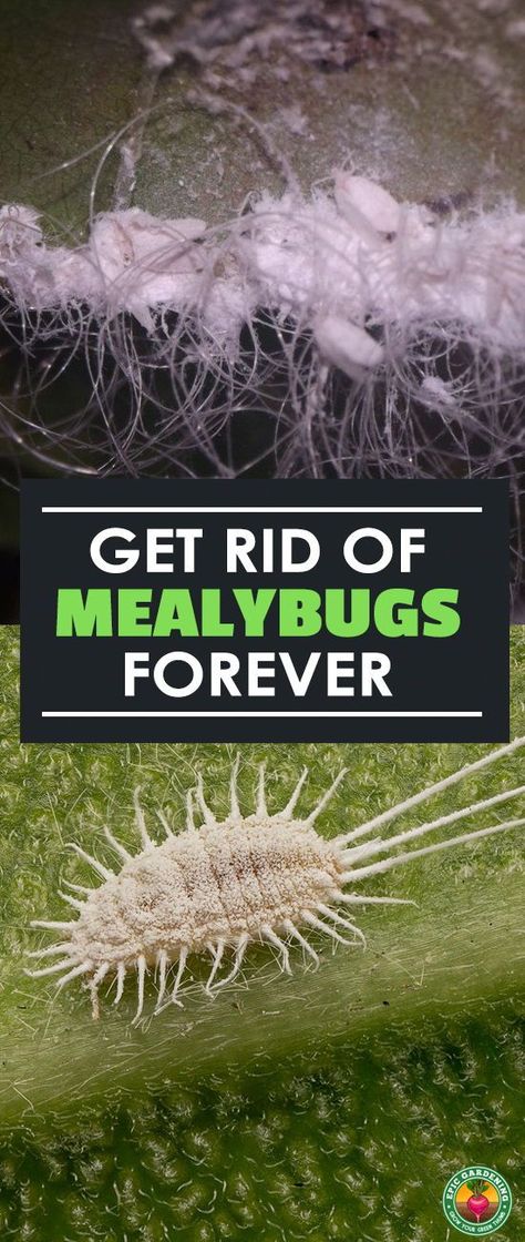 Get Rid Of Mealy Bugs, Urban Gardening Ideas, Organic Insecticide, Trees Garden, Mealy Bugs, Ant Control, Garden Bugs, Plant Pests, Garden Pest Control