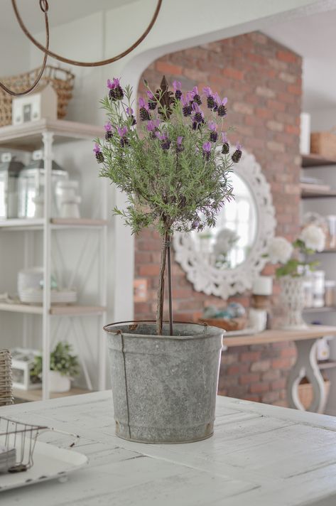 Lavender Topiary - Spanish "Anouk" Lavender in Vintage Zinc Bucket Planter Pot - www.foxhollowcottage.com Lavender Topiary, Lawn Activities, Potted Lavender, Topiary Diy, No Spend, Growing Lavender, Topiary Trees, Vintage Garden Decor, Potted Trees