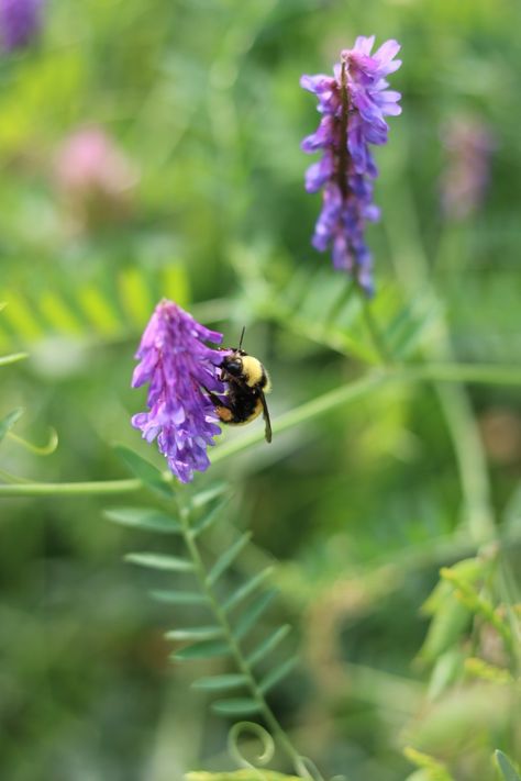 A Bumble bee is pollinating a flower Pollinating Flowers, Bumble Bee, A Flower, Nature Photography, Bee, Flowers, Photography, Nature