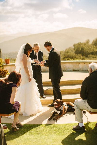 Brown Labrador Retriever - Holman Ranch Wedding from Danielle Capito Photography Brown Labrador Retriever, Brown Labrador, Wedding Collage, Chocolate Labs, Wedding Pets, Anniversary Ideas, One Fine Day, Chocolate Lab, Wedding Engagement Photos