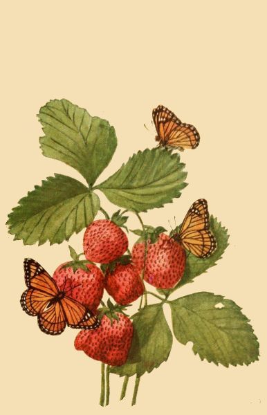 Vintage Butterfly Image with Strawberries Strawberry Pictures, Strawberry Drawing, Strawberry Tattoo, Butterfly Image, Strawberry Art, Animal Images, Folk Art Flowers, Butterfly Images, Butterfly Drawing