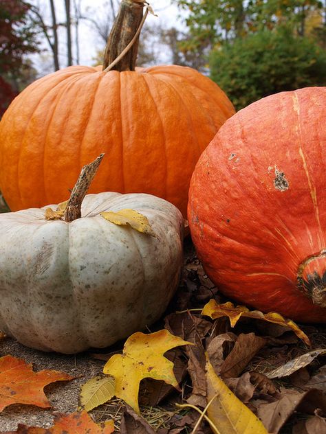 Pumpkins Heirloom Pumpkins, Pumpkin Patch Pictures, Grey Ghost, Dulces Halloween, Large Pumpkins, Autumn Pumpkins, Happy Harvest, Harvest Time, Autumn Scenery