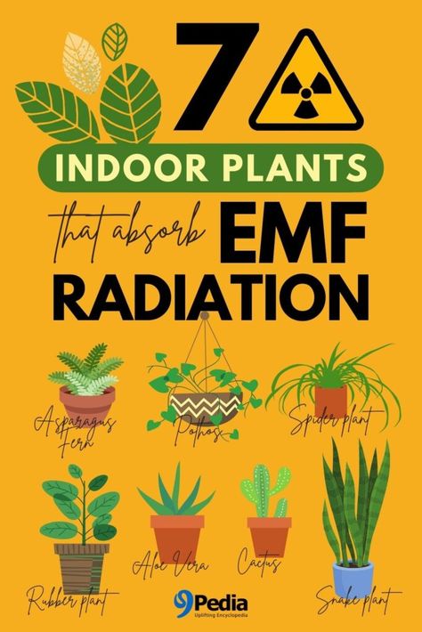 7 Best Indoor Plants that Absorb EMF Radiation Plants That Absorb Emf, Emf Protection Plants, Plants That Absorb Radiation, Emf Blocker, Radiation Poisoning, Booklet Template, Radiation Exposure, Emf Radiation, Fallout Shelter