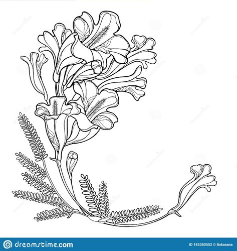 Ramo Vectorial De Esquinas Florecientes Jacaranda Flor Brote Y Hojas En Negro Aisladas En Fondo Blanco. Ilustración del Vector - Ilustración de brote, cubo: 185380552 Jacaranda Flower, Jacaranda Tree, Flower Bunch, Tree Images, Tattoo Art Drawings, Tree Drawing, Tree Tattoo, Body Love, Bunch Of Flowers