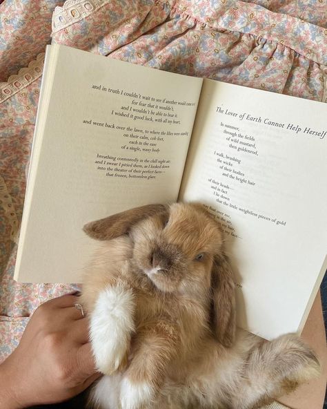 Aesthetic Bunnies, Sweet Girl Aesthetic, Vintage Princess Aesthetic, Bunny Pretty, Sweets Aesthetic, Rabbit Aesthetic, Love Bunnies, Rabbit Book, Bunny Aesthetic