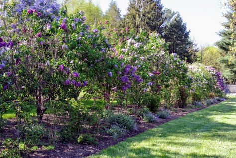 The Martha Stewart Blog : Blog Archive : My Blooming Lilacs Lilac Bush Landscaping, Bush Landscaping Ideas, Bush Landscaping, Lilac Hedge, Common Lilac, Lilac Plant, Lilac Bush, Syringa Vulgaris, Plant Wishlist