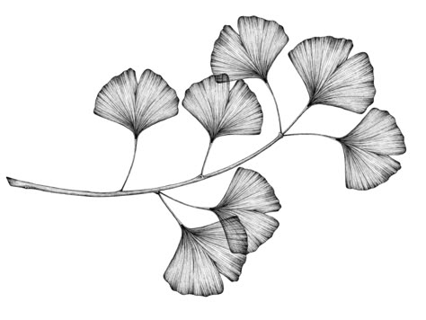 Gingko Leaves Art, Ginkgo Branch, Art Deco Drawing, Branch Tattoo, Insect Tattoo, Leaf Drawing, Ginkgo Biloba, Art Story, The Way Back