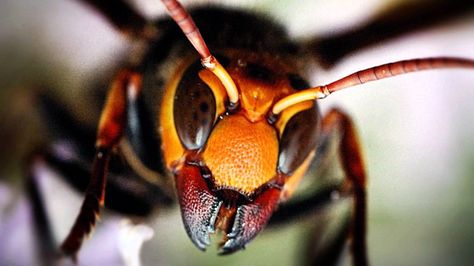 10 Horrifying Insects That Will Make You Reconsider Ever Visiting ... Japanese Giant Hornet, Cool Insects, Beautiful Bugs, Creepy Crawlies, Arthropods, Insect Art, Arachnids, Wasp, Animals Of The World