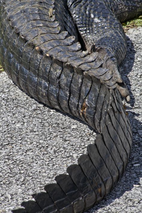 gator tail Crocodile Tail Drawing, Gator Reference, Alligator Monster, Gator Tail, Crocodile Pictures, Alligator Tail, Crocodile Tail, Close Up Art, Evil Disney