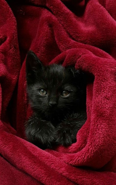 Sirius Remus, Vampire Life, Rp Outfits, Fluffy Black Cat, Black Kitties, Dream Pet, Cat Dark, House Cats, Star Wars Background