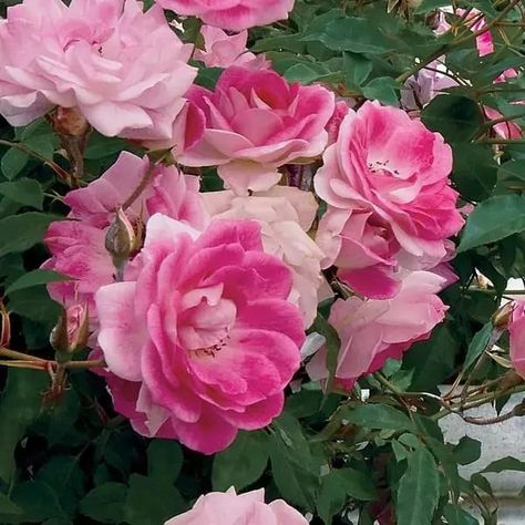 Brilliant Pink Iceberg rose | All about Roses Rose Iceberg, Iceberg Roses Garden, Pink Iceberg Roses, Pink Rose Bush Aesthetic, Greenovia Mountain Rose, Roses Book, Rose Care, Types Of Roses, Rose Photos