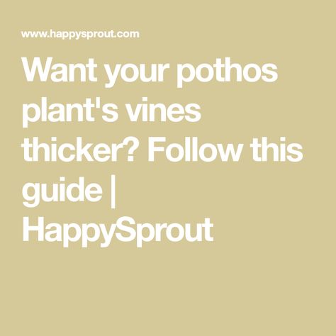 Want your pothos plant's vines thicker? Follow this guide | HappySprout Pothos Vine, Marble Queen Pothos, Bamboo Canes, Pothos Plant, Variegated Plants, Big Leaves, Small Leaf, Photosynthesis, New Leaf