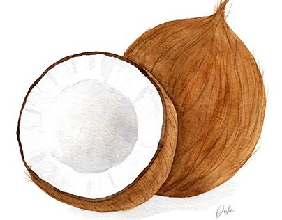 Coconut Illustration, Honey Illustration, Fruits Art, Food Art Painting, Food Sketch, Watercolor Food, Pottery Painting Designs, Fruit Illustration, Tropical Fruits