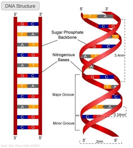 DNA Structure Model Dna, Dna Model Project, Dna Activities, Dna Drawing, Dna Artwork, Microbiology Study, Dna Facts, Dna Structure, Dna Project