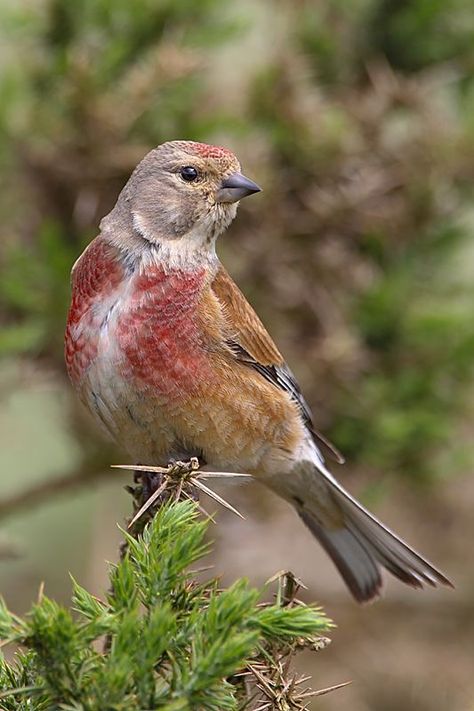 Common Linnet (Carduelis cannabina) Europe, Asia, North Africa Linnet Bird, Black And White Birds, Western Asia, British Wildlife, Kinds Of Birds, Finches, Rare Birds, Red Head, Backyard Birds