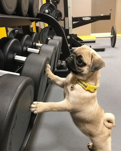 Dog Gym, Cute Pug Pictures, Cute Pug Puppies, Baby Pugs, Pug Pictures, Cutest Dog Ever, Work For It, Best Puppies, Pug Puppies