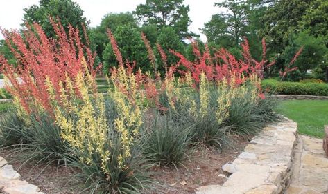 'Oklahoma Proven' top plant selections for 2020 Red Yucca Plant, Red Yucca, Drought Tolerant Shrubs, Natural Landscaping, Yucca Plant, Rock Garden Plants, Drought Tolerant Landscape, Oklahoma State University, Garden Markers