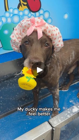 593K views · 35K reactions | The best little bath worm 🥹
I can’t promise that Tato’s turn was nearly as peaceful as Ollie’s 😂🫧🛁 | Good Boy Ollie | Starsound Orchestra · Under The Sea (from "The Little Mermaid") Good Boy Ollie, Precious Animals, Good Boy, Good Ole, I Feel Good, Little Mermaid, Under The Sea, Orchestra, Feel Better