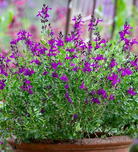 Salvia greggii 'Mirage Deep Purple' Plants For Pots, Walkway Garden, Salvia Greggii, Salvia Plants, Purple Salvia, Purple Autumn, Autumn Sage, Window Box Plants, Sarah Raven