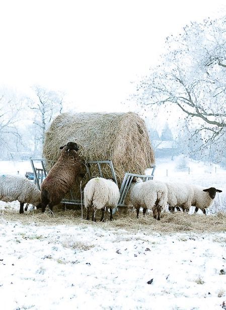 Winter Farm, Farm Lifestyle, Cottage Farm, Farm House Colors, Sheep Farm, Winter Scenery, Winter Aesthetic, Life Design, Farm Life