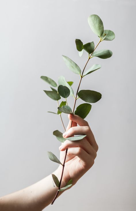 Eucalyptus Hand References, Hand Photography, Illustration Book, Hand Reference, Hand Pictures, Hand Holding, Flowers Wallpaper, Design Thinking, Photo Reference