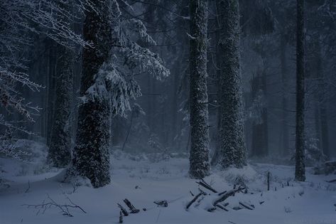 Frozen Forest, Best Vacation Destinations, Snowy Forest, Winter Scenery, Snow Scenes, Snow Storm, Winter Aesthetic, Pine Trees, Winter Is Coming