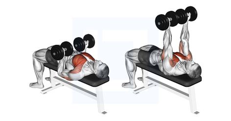 Bench Press Muscles Worked, Upper Chest Exercises, Dumbbell Chest Exercises, Dumbbell Chest Workout, Tricep Workouts, Dumbbell Fly, Dumbbell Workouts, Best Chest Workout, Chest Exercises