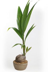 Coconut Palm Palm House Plants, Palm Plants, Coastal Landscaping, Coconut Palm Tree, Vertical Garden Diy, Plant Hacks, Cocos Nucifera, Plant Tattoo, Balcony Plants