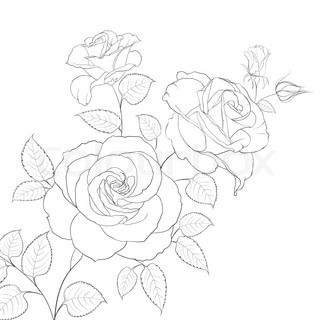 Abstract rose free-hand drawing in a graphic style points and ... Rose Outline, Rose Drawing Tattoo, Rose Sketch, Realistic Rose, Illustration Botanique, Free Hand Drawing, Rose Drawing, Roses Drawing, Flower Paintings