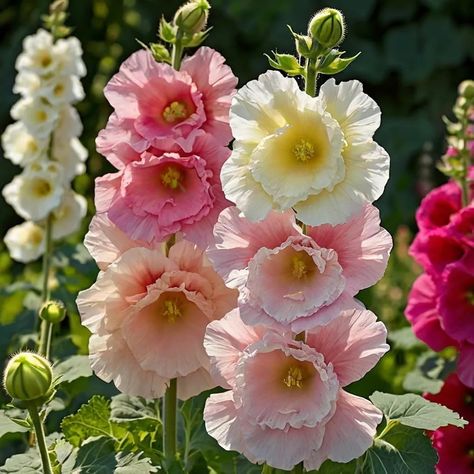 Alcea Rosea, Hollyhocks Flowers, Cottage Gardens, Color Mix, Seed Packets, Old World Charm, Cottage Garden, First Year, Old World