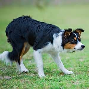 Border Collie (Tri-Colour) Magnetic Note Pad Square Border Collie Colors, Australian Shepherd Blue Merle, Sheep Dogs, Collie Puppies, Border Collie Puppies, Dogs Breeds, Tri Colour, Border Collie Dog, Border Collies