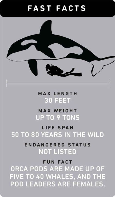 Fast Facts About Orca Whales Zoo Tampa, Dolphin Project, Orca Art, Whale Facts, Dolphin Party, Baby Dolphins, Animal Conservation, Beluga Whale, Scuba Dive