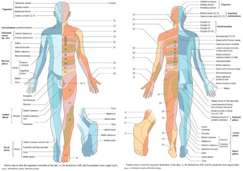 Dermatomes and Peripheral Nerves - Segmental Innervation of the Skin and the Peripheral Nerve Supply (Anterior and Posterior)#Dermatomes #Peripheral #Nerves #Innervation #Skin #Diagnosis #Neurology** GrepMed Recommended Text: Hutchison's Clinical Methods - https://amzn.to/2Zc8Gtc The Peripheral, Neurological System, Medicine Studies, Peripheral Nerve, Super Yacht, Lower Extremity, Medical News, Medical Knowledge, Nerve Pain