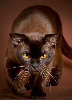 CoolCat TreeHouse Havana Brown Cat, Burmese Cat, Brown Cat, Havana Brown, Domestic Cat, Cute Cats And Kittens, Cute Kittens, Cat Care, Warrior Cats