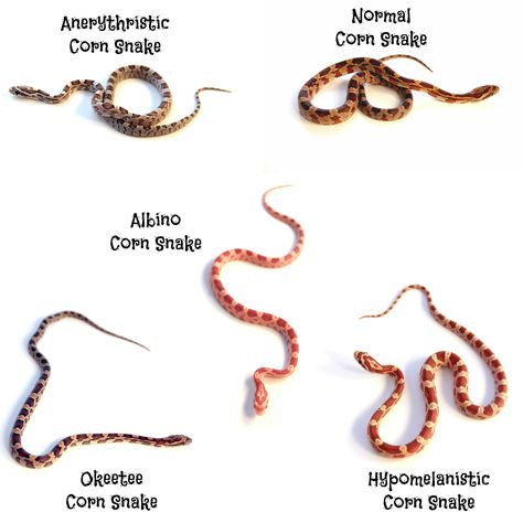 Sneak Drawing, Corn Snake Tattoo, Corn Snake Terrarium, Corn Snake Morphs, Corn Snake Enclosure, Cornsnake Morphs, Okeetee Corn Snake, Snake Morphs, Snake Names