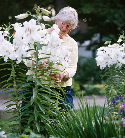 Oriental Lily -Grow a colorful and fragrant living screen with Oriental lilies. These hardy beauties grow 4-6 feet tall (or more) and produce huge flowers in red, pink, and white. The flowers are great for bouquets. Oriental lilies need full sun and moist, well-drained soil that's rich in organic matter.  Name: Lilium selectionsZones: 4-8 Tall Perennial Flowers, Huge Flowers, Big White Flowers, Garden Backdrops, Flower Fragrance, Perennial Border, Border Plants, Plant Tags, Big Leaves