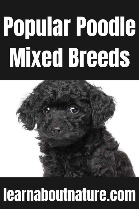 Popular Poodle Mixed Breeds Nature Website, Poodle Cross Breeds, Poodle Mix Breeds, Land Animals, Domestic Animals, About Nature, Poodle Mix, Mixed Breed, Mammals