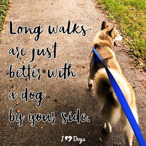 Take your dog for a walk. It's #NationalWalktheDogDay! Dog Walking Quotes, Walking Quotes, Bored Dog, Small Dog Sweaters, Dog Hacks, Long Walks, Dog Boarding, Dog Sweaters, By Your Side