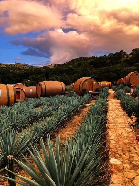 Jalisco Mexico Aesthetic, Jalisco Aesthetic, Tequila Mexico, Mexico Tequila, Mexican American Culture, Mexico Nature, Mexico Wallpaper, Mexico Tourism, Traveling By Yourself