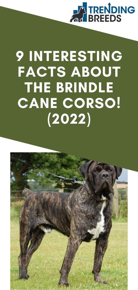 Cane Corso Brindle, King Corso Dog, King Corso, Brindle Cane Corso, Cane Corso Dog Breed, Dog Training Hand Signals, Dog Hand Signals, Loyal Dog Breeds, Italian Dogs