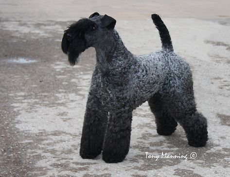 Poodle Cuts, Kerry Blue Terrier, Terrier Breeds, Best Puppies, Mixed Breed Dogs, Scottish Terrier, Dog Photography, Terrier Dogs, Working Dogs