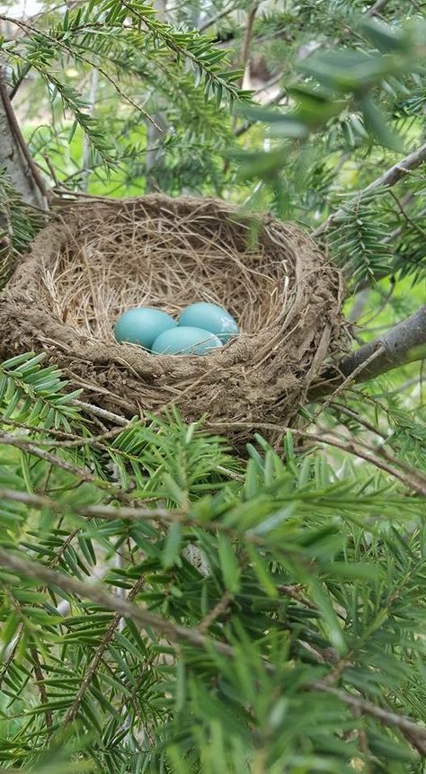 Hindi Project, Robin Nest, Bird Nests Art, Dove Nest, Nest Art, Bird Identification, Bird Nests, Egg Nest, Easter Tablescapes