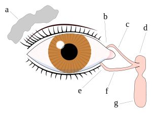 Tårar – Wikipedia Blocked Tear Duct, Snoring Solutions, Eye Vitamins, Eye Infections, Dry Eye, Eye Exercises, Eye Sight Improvement, Watery Eyes, Vision Eye