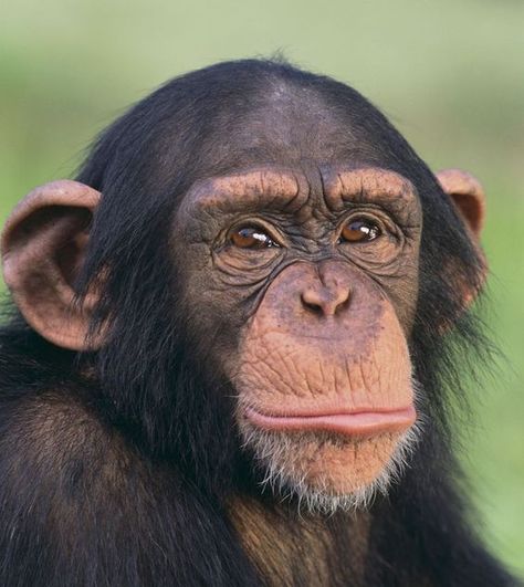 Funny Monkeys, Ape Monkey, Monkey Pictures, Monkey Face, Jane Goodall, Great Ape, Monkeys Funny, Primates, Pet Grooming