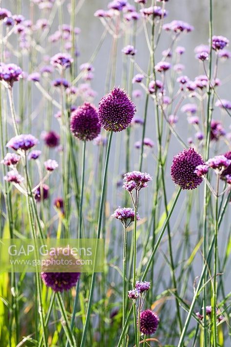 Alliums In Garden, Drumstick Allium Gardens, Drumstick Allium, Verbena Bonariensis Planting Combinations, Allium Summer Beauty, Verbena Bonariensis Combination, Black Beds, Allium Sphaerocephalon, Allium Schoenoprasum