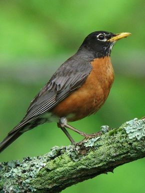 American /Canadian Robin. The continent's most common songbird. Bird Parakeet, Birds Pet, Birds Colorful, Deciduous Forest, Robin Pictures, Meaning Tattoos, Barn Owls, Song Birds, American Robin